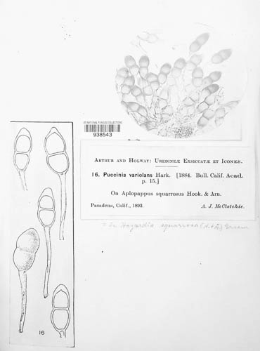 Puccinia variolans image